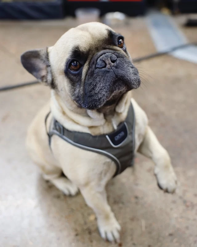 Låt oss presentera vår trogna verkstadskompis Eddie 🐶 Eddie är inte bara vår mysigaste kollega, han är även vår fyrbenta arbetsledare som ser till att jobbet rullar på smidigt och att alla skruvar sitter där de ska 🔧 

#runesbensin #verkstad #emmaboda